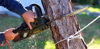 Venice, IL Tree Services Company