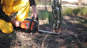 Best Lawn Maintenance Plans  in Venice, IL