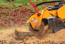 Best Tree Cabling and Bracing  in Venice, IL
