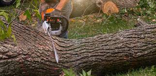 Best Grass Overseeding  in Venice, IL