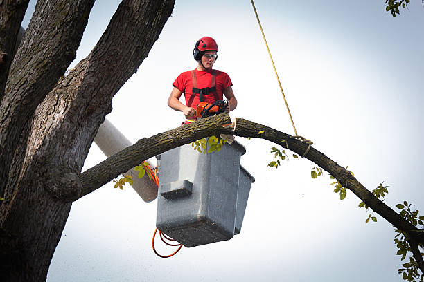  Venice, IL Tree Services Pros